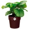 Elho Blumentopf Maulbeere 30x27cm 13,3L -Elholly Geschaft 62a04948b2e5ea05e8e28ed13efebc45 de 193651d 1 1